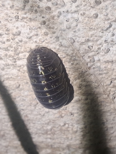 Common Pill Woodlouse