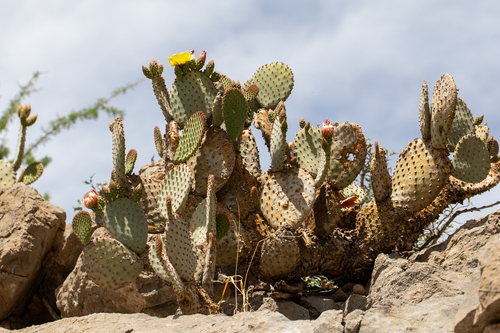 Blind Pricklypear