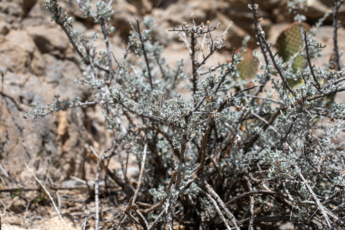 Big Bend Silverleaf