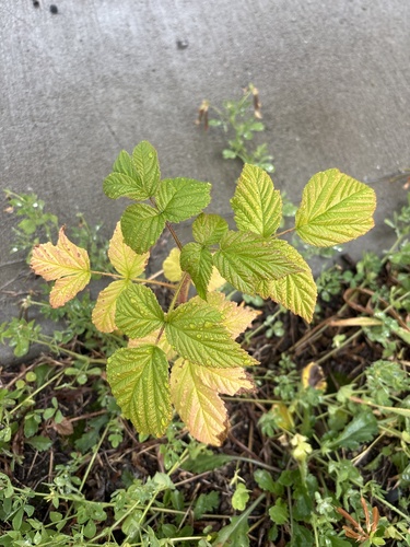 red raspberry