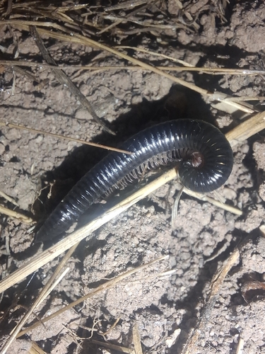 Portuguese Millipede