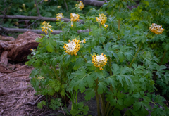 Corydalis nobilis