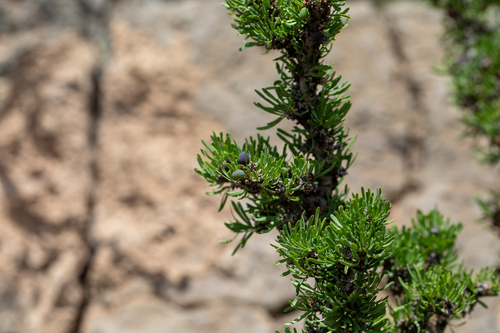 Narrowleaf Forestiera
