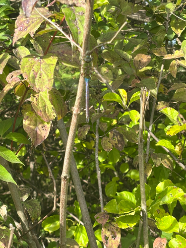 Common Green Darner