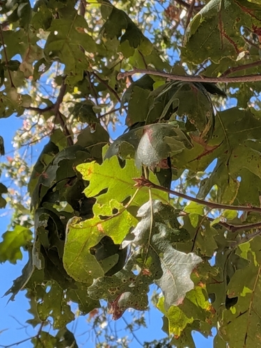 California black oak