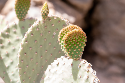 Blind Pricklypear