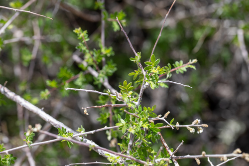 little leaf sumac