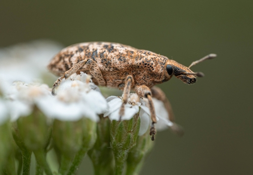 Cyphocleonus dealbatus