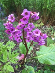 Bergenia