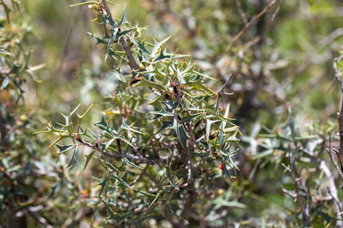 Agarita