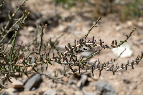 Christmas cholla