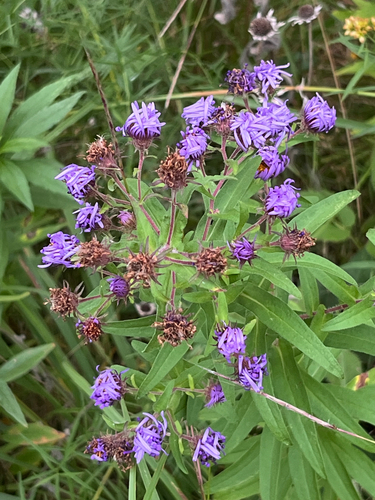 New England aster