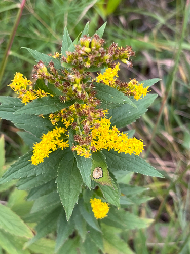 common wrinkle-leaved goldenrod