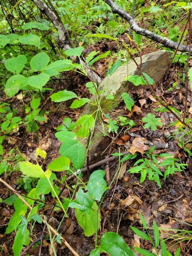 Passiflora lutea, photograph 3