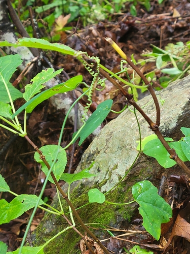 Passiflora lutea, photograph 4