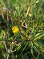 Ranunculus auricomus