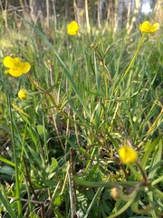 Ranunculus auricomus