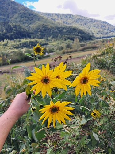 Jerusalem artichoke