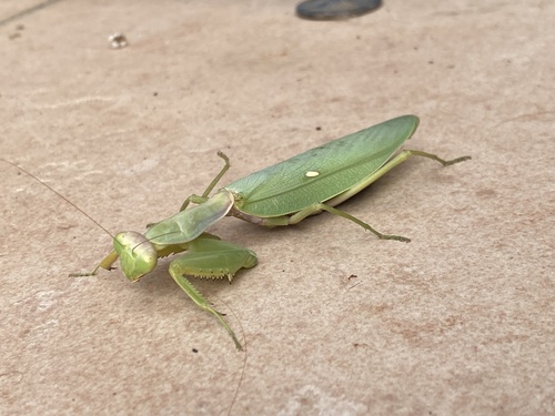Transcaucasian Giant Mantis