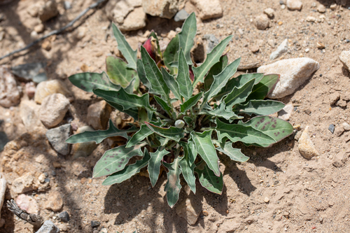 Shortfruit Evening Primrose