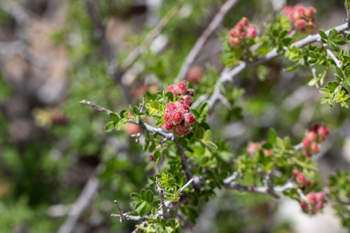little leaf sumac