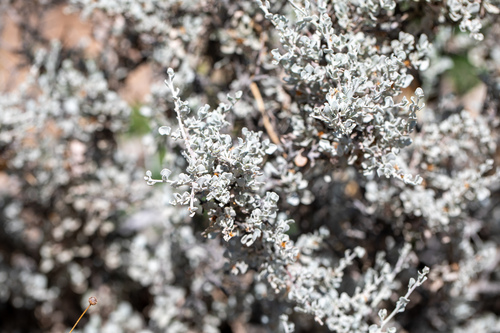 Big Bend Silverleaf