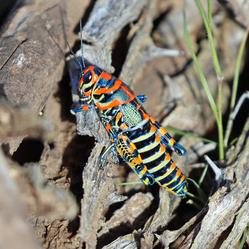Rainbow Grasshopper