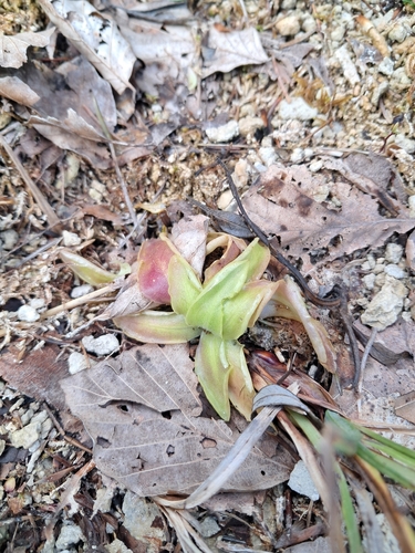 Common Butterwort