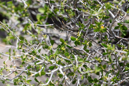 Desert Myrtlecroton