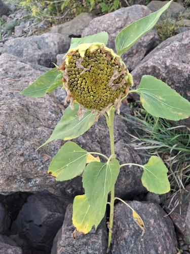 Common Sunflower