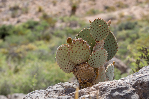 Blind Pricklypear