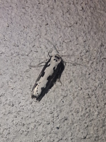 Viper's Bugloss Moth