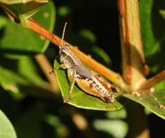 Phaulacridium vittatum