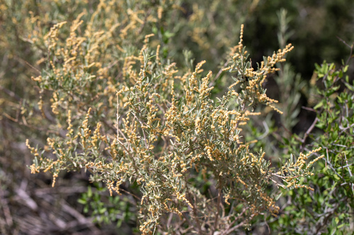 Fourwing Saltbush