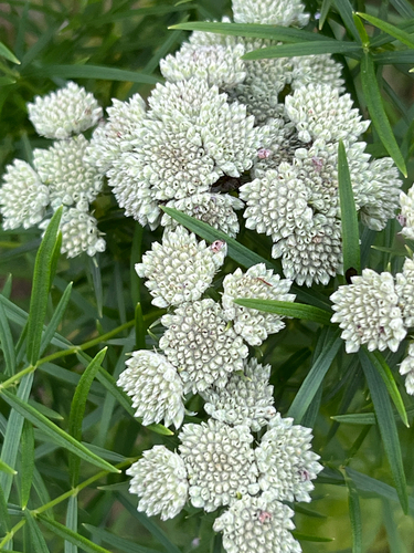 narrowleaf mountainmint