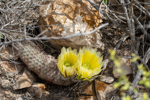 New Mexico Rainbow Cactus