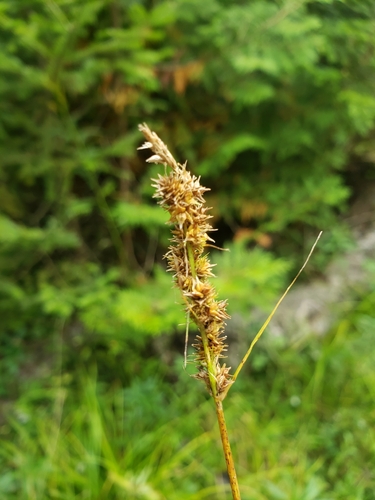 Carex vulpinoidea observed 2026-09-25