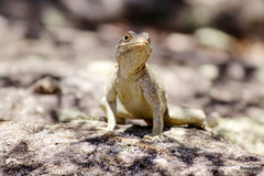 Oplurus quadrimaculatus