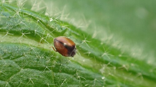 Pine Dusky Lady Beetle