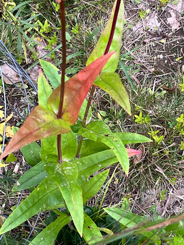 foxglove beardtongue