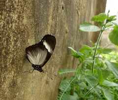 Hypolimnas anthedon anthedon