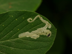 Aulagromyza cornigera