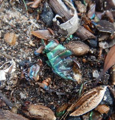 Julodimorpha bakewelli