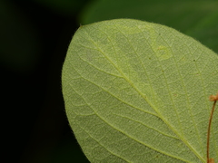 Aulagromyza cornigera