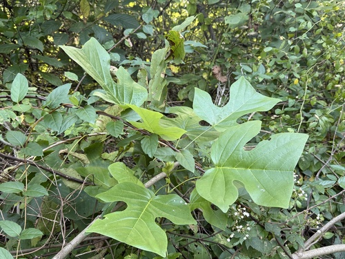 American tuliptree