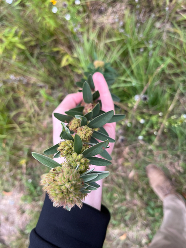 round-headed bush clover