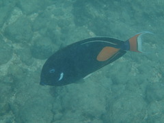 Acanthurus achilles