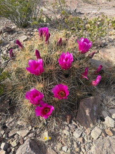 strawberry hedgehog cactus