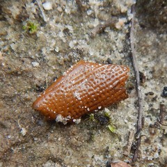 Julodimorpha bakewelli