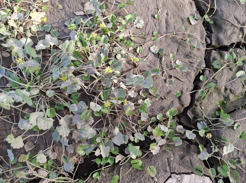 Alkali Buttercup